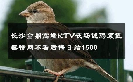长沙金鼎高端KTV夜场诚聘颜值模特网不看后悔日结1500 