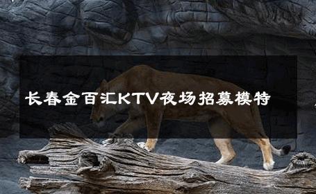 长春金百汇KTV夜场招募模特 