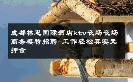 成都林恩国际酒店ktv夜场夜场商务模特招聘-工作轻松真实无押金 