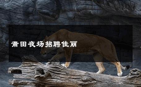 莆田夜场招聘佳丽 