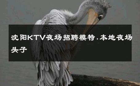 沈阳KTV夜场招聘模特.本地夜场头子 