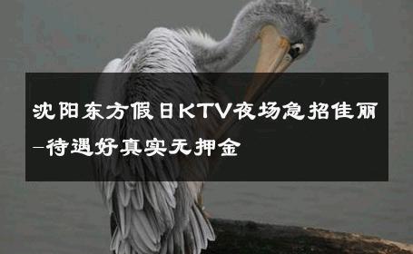 沈阳东方假日KTV夜场急招佳丽-待遇好真实无押金 