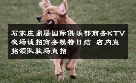 石家庄鼎层国际俱乐部商务KTV夜场诚招商务模特日结-店内直招领队驻场直招 