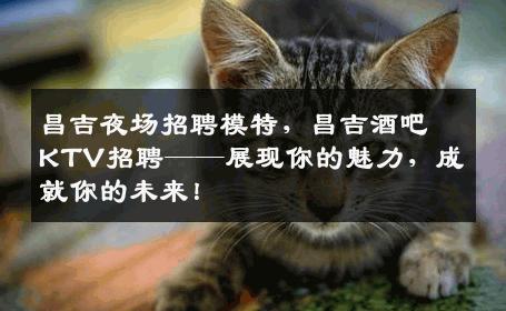 昌吉夜场招聘模特，昌吉酒吧KTV招聘——展现你的魅力，成就你的未来！