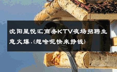 沈阳星悦汇商务KTV夜场招聘生意火爆.{想啥呢快来挣钱} 