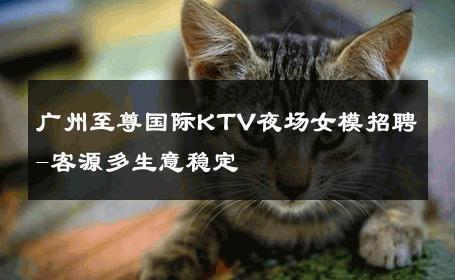 广州至尊国际KTV夜场女模招聘-客源多生意稳定 