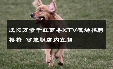 沈阳万紫千红商务KTV夜场招聘模特-可兼职店内直招 