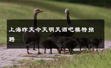 上海昨天今天明天酒吧模特招聘 