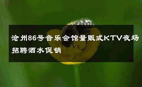 沧州86号音乐会馆量贩式KTV夜场招聘酒水促销 