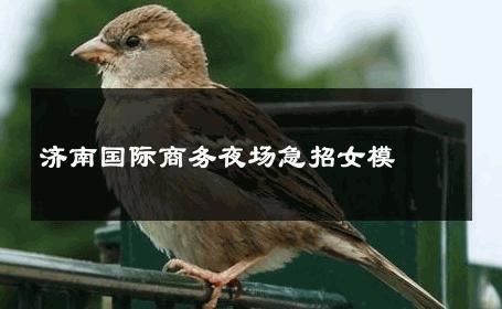 济南国际商务夜场急招女模 