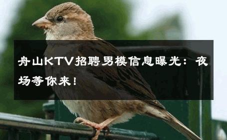 舟山KTV招聘男模信息曝光：夜场等你来！ 