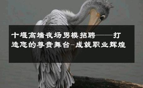 十堰高端夜场男模招聘——打造您的尊贵舞台-成就职业辉煌 