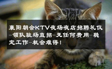 襄阳朝会KTV夜场夜店招聘礼仪-领队驻场直招-无任何费用-稳定工作-机会难得！ 