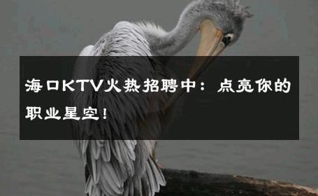 海口KTV火热招聘中：点亮你的职业星空！ 