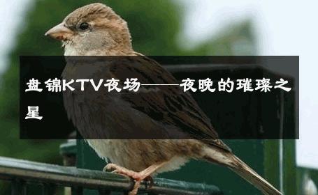 盘锦KTV夜场——夜晚的璀璨之星 