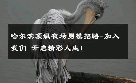 哈尔滨顶级夜场男模招聘-加入我们-开启精彩人生！ 