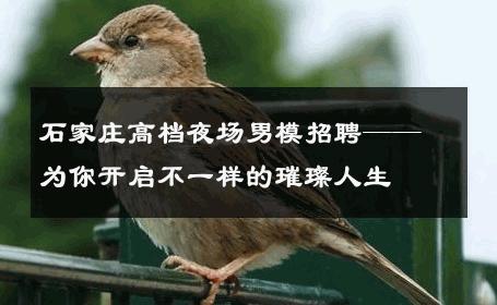 石家庄高档夜场男模招聘——为你开启不一样的璀璨人生 