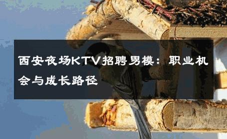 西安夜场KTV招聘男模：职业机会与成长路径 