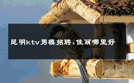 昆明ktv男模招聘,佳丽哪里好 