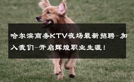 哈尔滨商务KTV夜场最新招聘-加入我们-开启辉煌职业生涯！ 