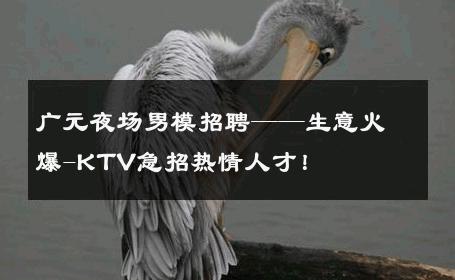 广元夜场男模招聘——生意火爆-KTV急招热情人才！ 