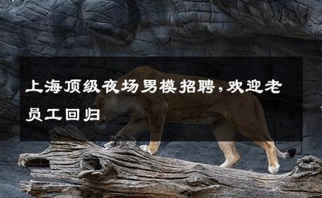 上海顶级夜场男模招聘,欢迎老员工回归 