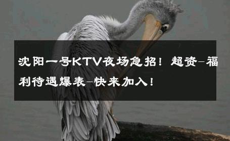 沈阳一号KTV夜场急招！超资-福利待遇爆表-快来加入！ 