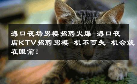 海口夜场男模招聘火爆-海口夜店KTV招聘男模-机不可失-机会就在眼前！ 