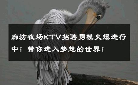 廊坊夜场KTV招聘男模火爆进行中！带你进入梦想的世界！ 