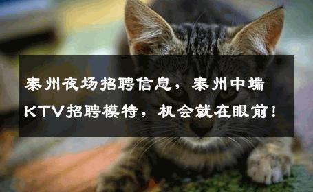 泰州夜场招聘信息，泰州中端KTV招聘模特，机会就在眼前！