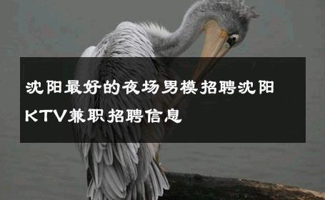 沈阳最好的夜场男模招聘沈阳KTV兼职招聘信息 