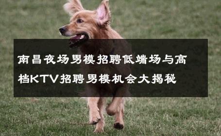 南昌夜场男模招聘低端场与高档KTV招聘男模机会大揭秘 