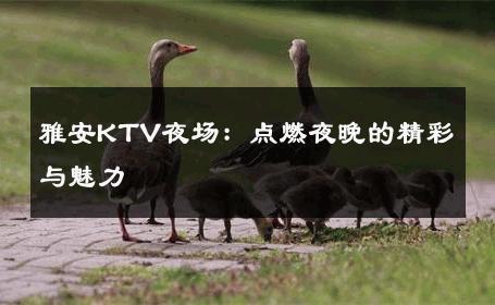 雅安KTV夜场：点燃夜晚的精彩与魅力 
