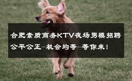 合肥素质商务KTV夜场男模招聘公平公正-机会均等-等你来！ 