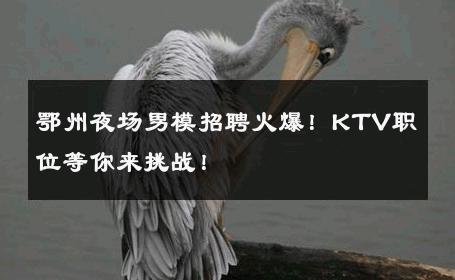 鄂州夜场男模招聘火爆！KTV职位等你来挑战！ 