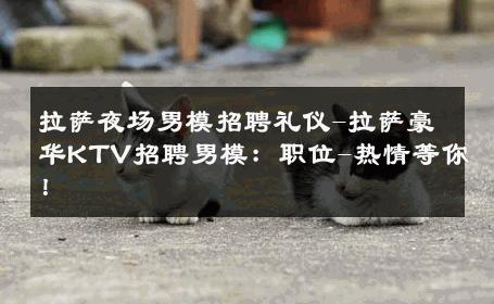 拉萨夜场男模招聘礼仪-拉萨豪华KTV招聘男模：职位-热情等你！ 