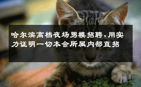 哈尔滨高档夜场男模招聘,用实力证明一切本会所属内部直招 
