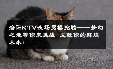 洛阳KTV夜场男模招聘——梦幻之地等你来挑战-成就你的辉煌未来！ 