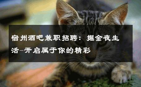 宿州酒吧兼职招聘：掘金夜生活-开启属于你的精彩 