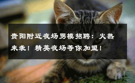 贵阳附近夜场男模招聘：火热来袭！精英夜场等你加盟！ 