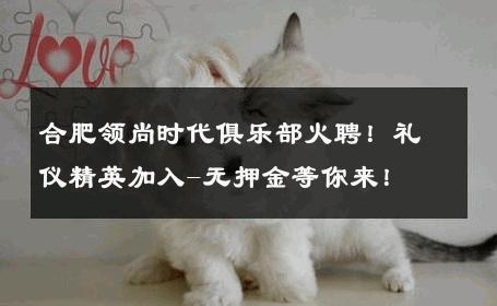 合肥领尚时代俱乐部火聘！礼仪精英加入-无押金等你来！ 