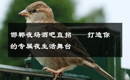邯郸夜场酒吧直招——打造你的专属夜生活舞台 