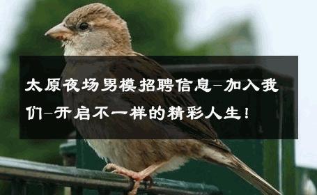 太原夜场男模招聘信息-加入我们-开启不一样的精彩人生！ 