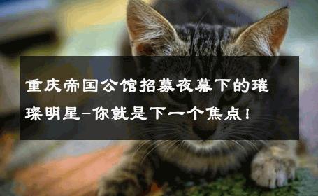 重庆帝国公馆招募夜幕下的璀璨明星-你就是下一个焦点！ 
