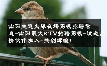 南阳生意火爆夜场男模招聘信息-南阳最大KTV招聘男模-诚邀热情伙伴加入-共创辉煌！ 