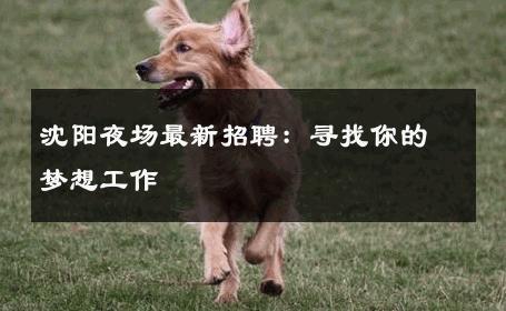 沈阳夜场最新招聘：寻找你的梦想工作 