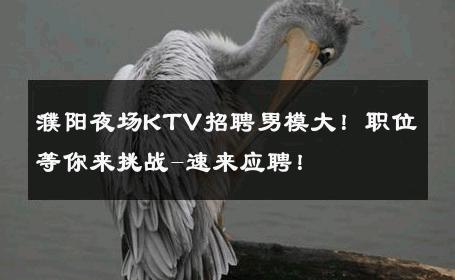 濮阳夜场KTV招聘男模大！职位等你来挑战-速来应聘！ 