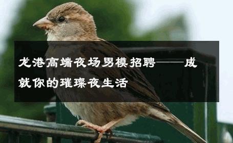 龙港高端夜场男模招聘——成就你的璀璨夜生活 
