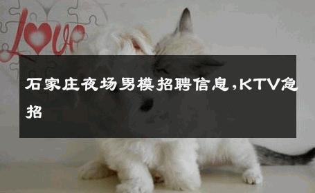 石家庄夜场男模招聘信息,KTV急招 