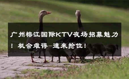 广州榕江国际KTV夜场招募魅力！机会难得-速来抢位！ 